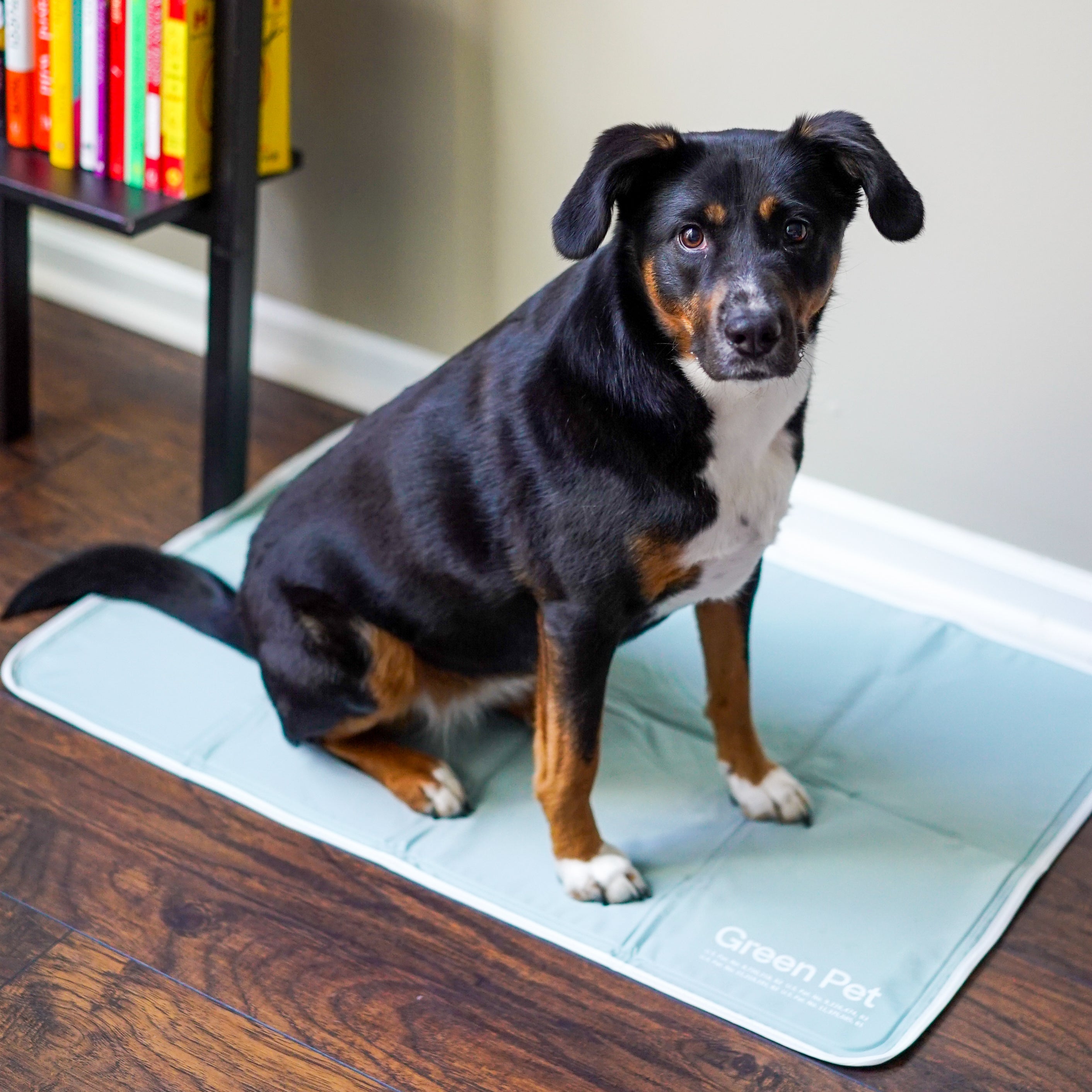 Avalanche pet cooling mat best sale